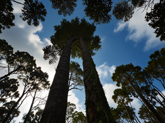 A importância das árvores da Amazônia: Pulmão Verde da Biodiversidade