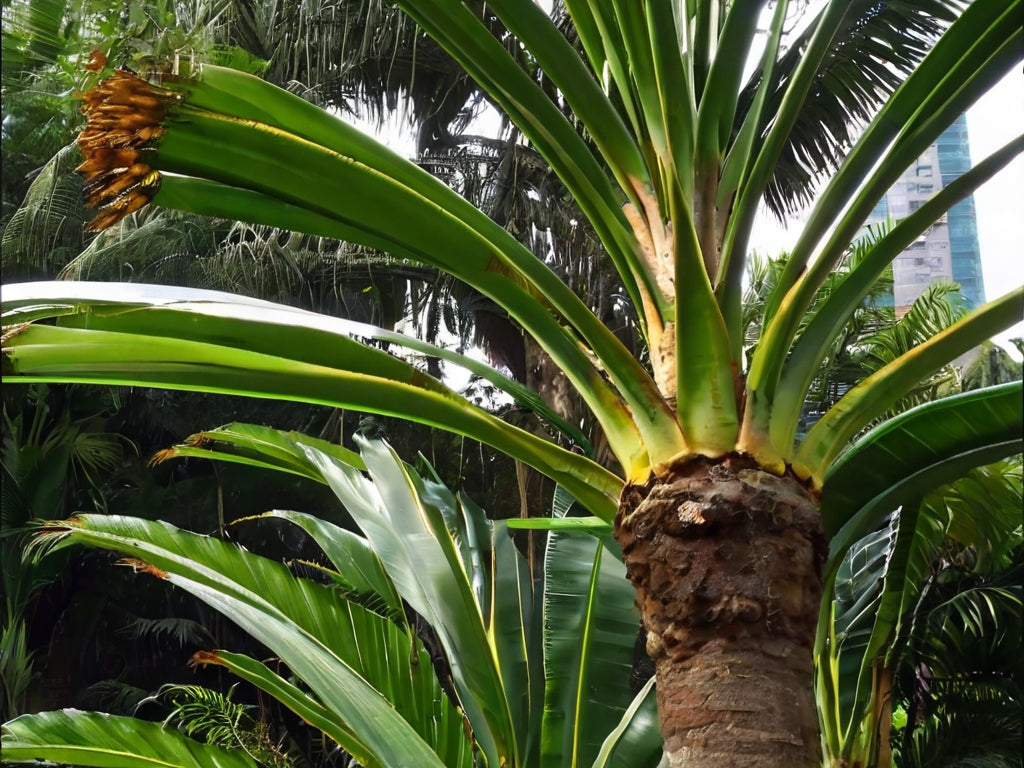 A palmeira do viajante: Um símbolo da Amazônia