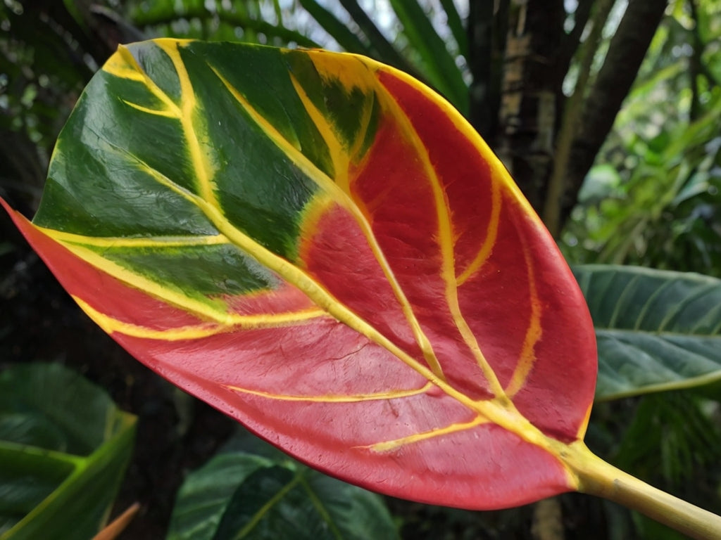 As folhas da Amazônia: Uma beleza natural exuberante