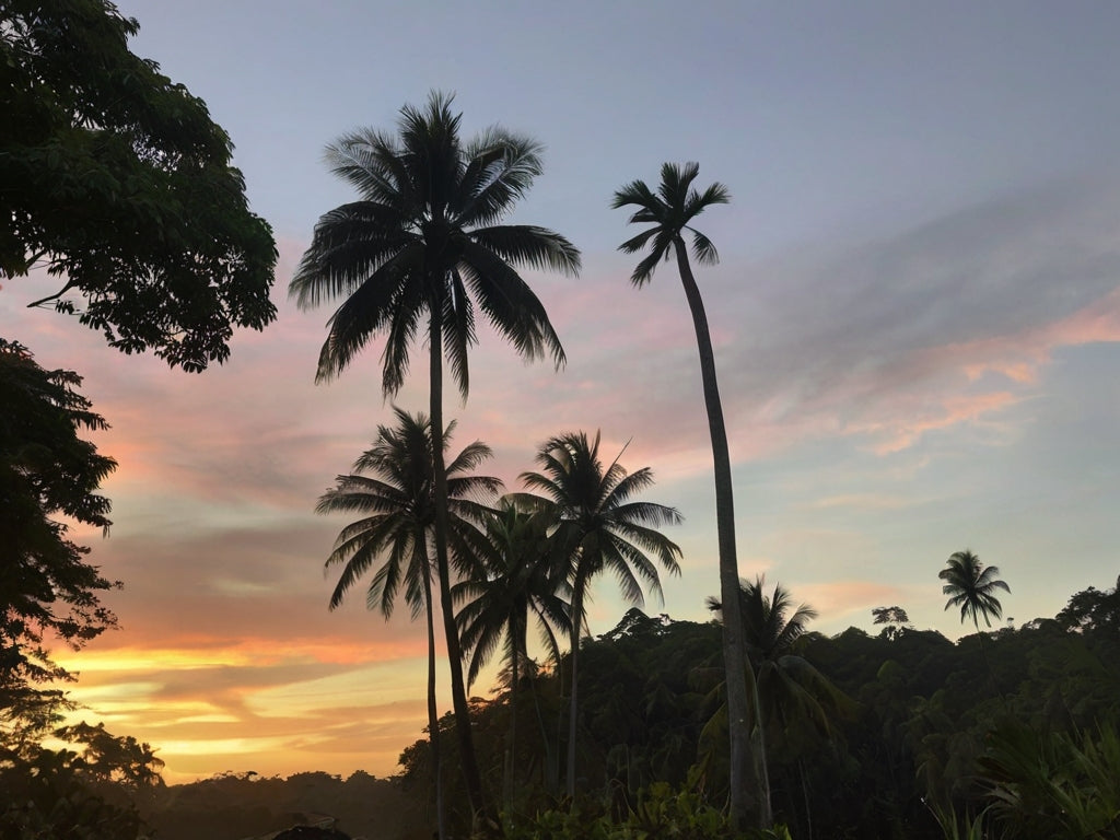 Harmonia Dourada: O Inesquecível Pôr do Sol na Ilha do Combu com Açaizeiros ao Vento