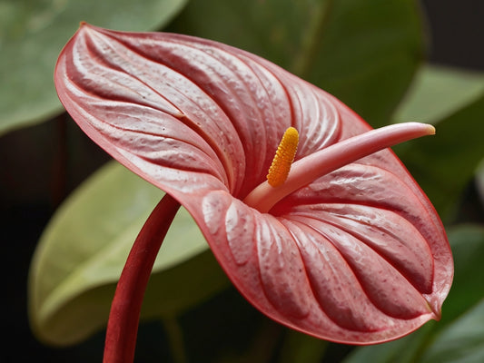 Antúrio: A Elegância Exuberante da Flor que Encanta Ambientes e Corações