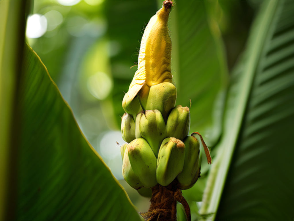 A bananeira: Uma planta versátil e cheia de história