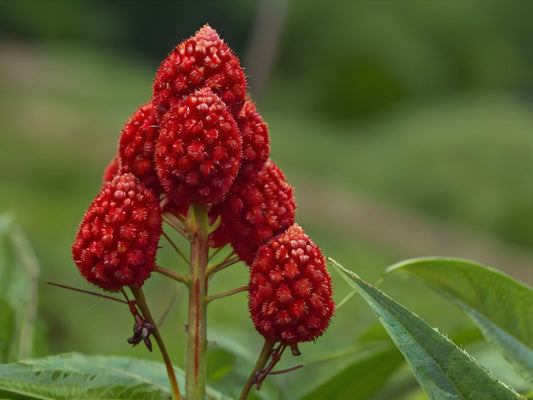 O urucum: um ingrediente nativo da Amazônia com propriedades medicinais, culinárias e culturais